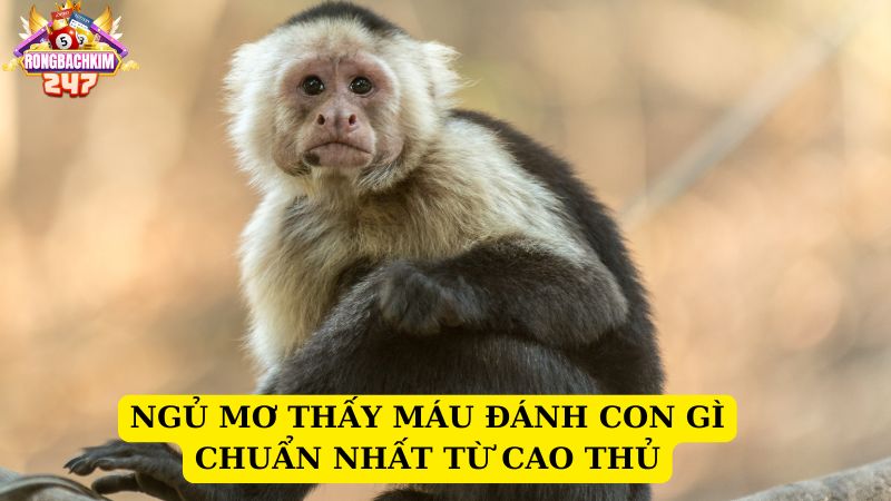 Mơ thấy khỉ có ý nghĩa gì? Nằm mơ thấy con khỉ chơi con gì chuẩn nhất