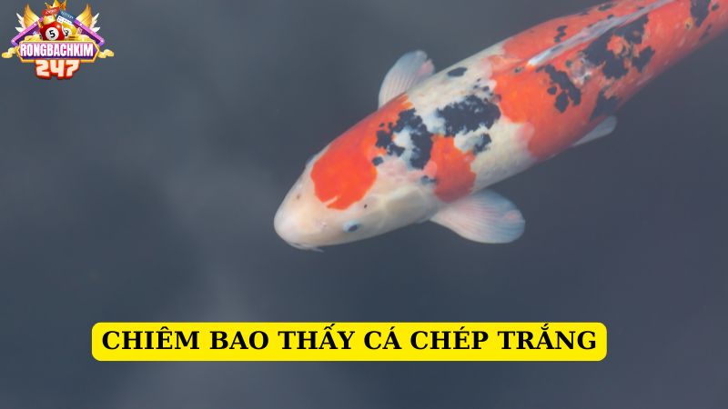 Mơ thấy cá chép tốt hay xấu? Nằm mơ thấy cá chép chơi con gì XSMB 