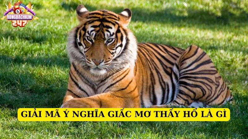 Mơ thấy hổ chơi con gì số mấy chuẩn nhất? Mơ thấy hổ tốt hay xấu