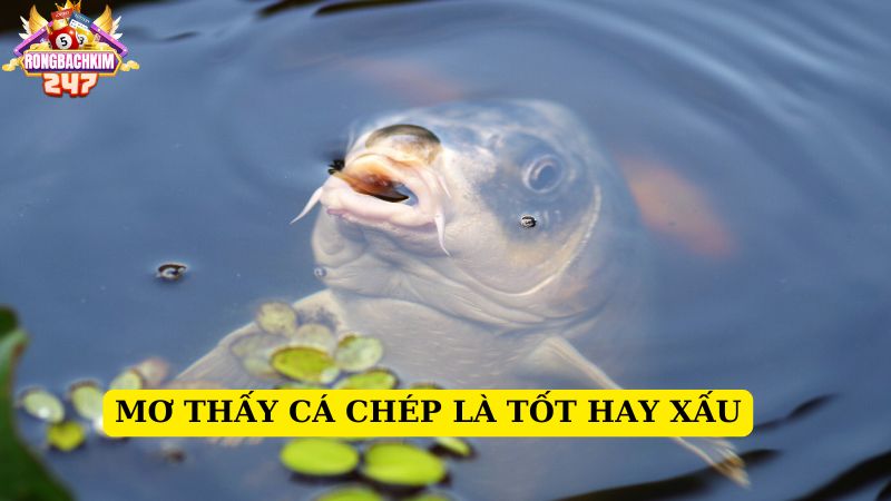 Mơ thấy cá chép tốt hay xấu? Nằm mơ thấy cá chép chơi con gì XSMB 