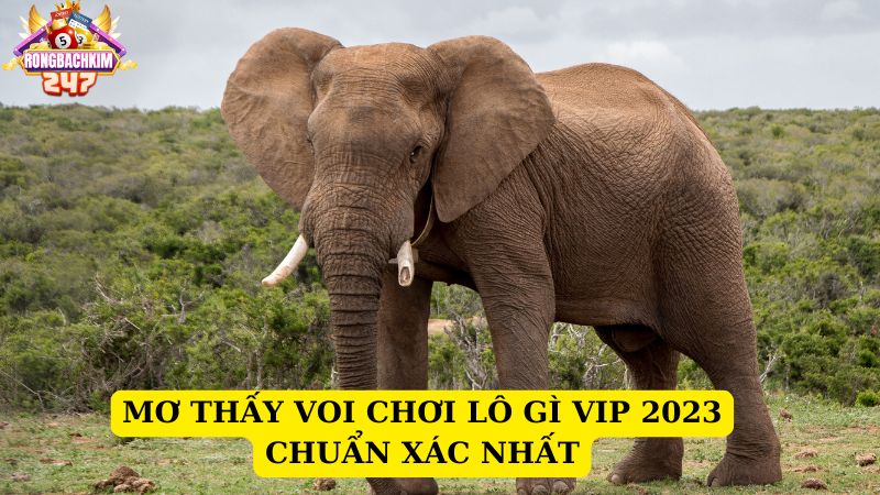 Mơ thấy voi báo hiệu điềm gì? Mơ thấy voi chơi lô gì vip 2023?