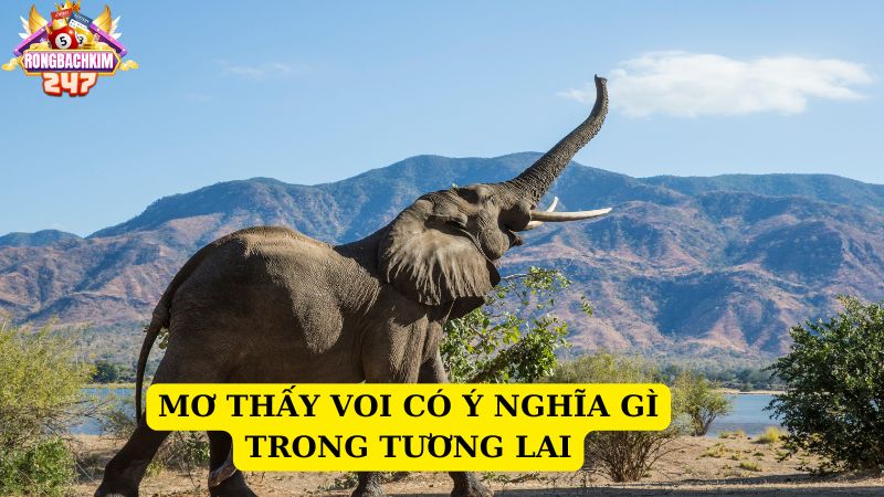 Mơ thấy voi báo hiệu điềm gì? Mơ thấy voi chơi lô gì vip 2023?