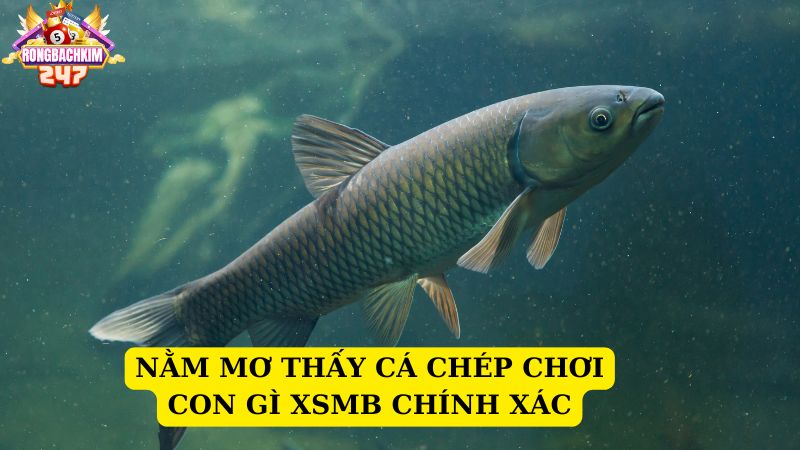 Mơ thấy cá chép tốt hay xấu? Nằm mơ thấy cá chép chơi con gì XSMB 