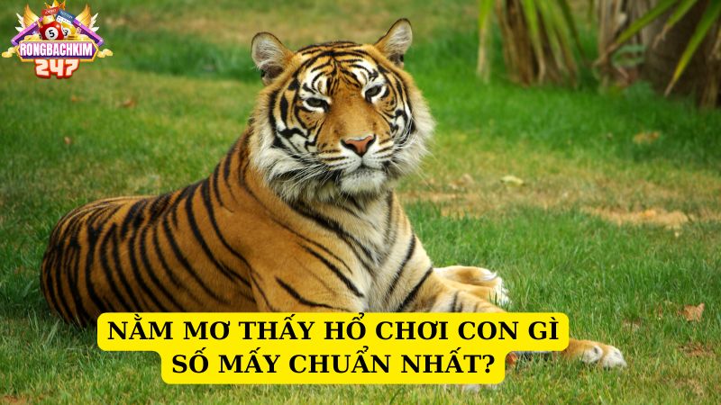 Mơ thấy hổ chơi con gì số mấy chuẩn nhất? Mơ thấy hổ tốt hay xấu